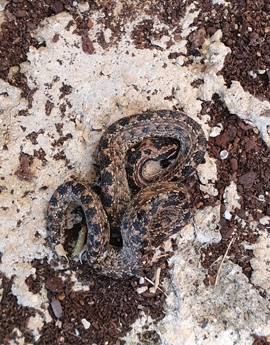 Cayman Islands Dwarf Boa