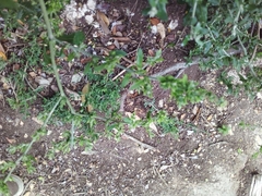 Exomis microphylla axyrioides