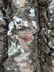 Arthonia cinnabarina