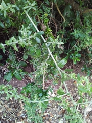 Exomis microphylla axyrioides