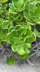 Scaevola taccada