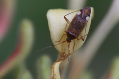 Closterotomus annulus