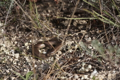 Chalcides striatus