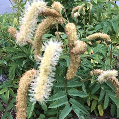 Sanguisorba canadensis