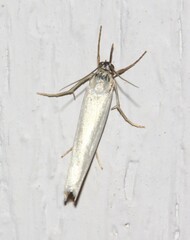 Crambus perlella