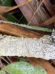 Lecanora caesiorubella