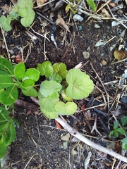 Pelargonium odoratissimum