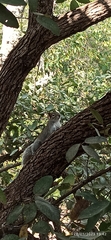 Sciurus alleni