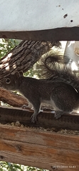 Sciurus alleni