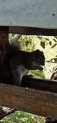 Sciurus alleni