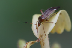 Closterotomus annulus