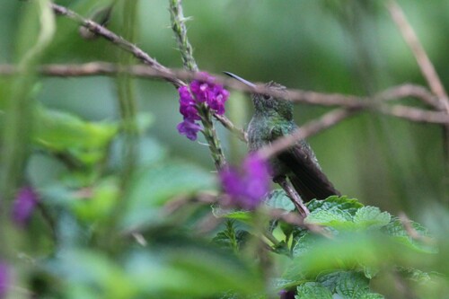 Colibrí de Cuvier (Phaeochroa cuvierii)