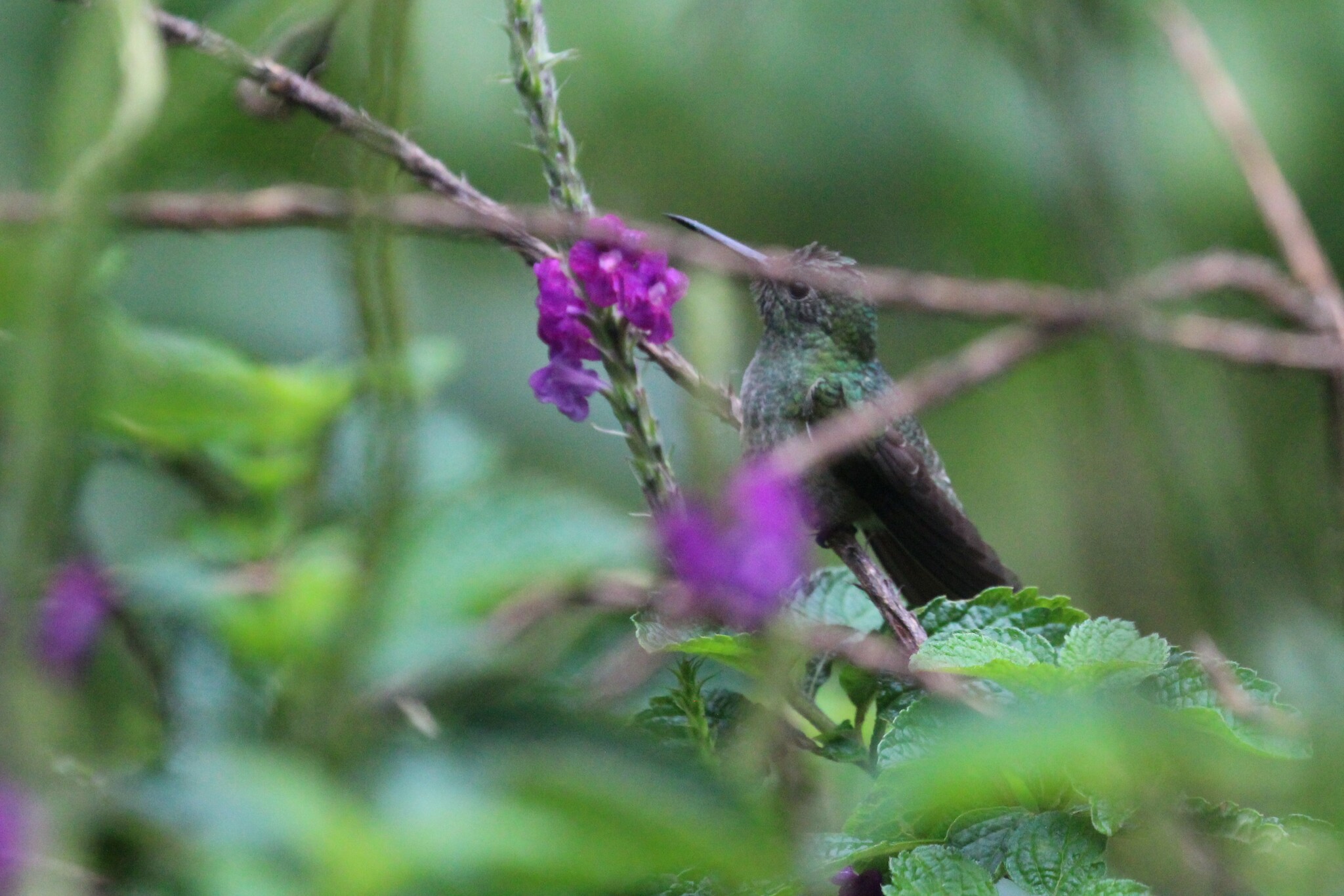 Scaly-breasted Hummingbird (Phaeochroa cuvierii)