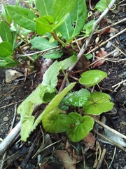 Pelargonium odoratissimum