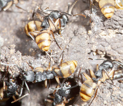 Dolichoderus laminatus