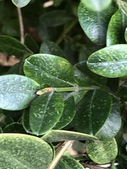 Eurytetranychus buxi