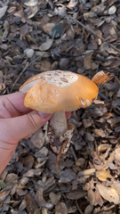 Amanita velosa