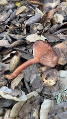 Lactarius rufulus
