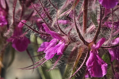 Stachys lavandulifolia