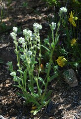 Cryptantha barbigera barbigera