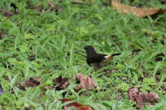 Myiothlypis fulvicauda
