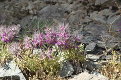 Stachys lavandulifolia