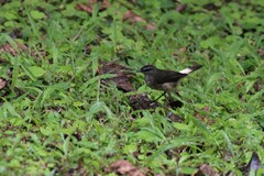 Myiothlypis fulvicauda