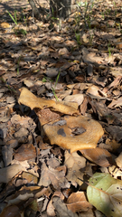 Lactarius alnicola