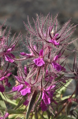 Stachys lavandulifolia
