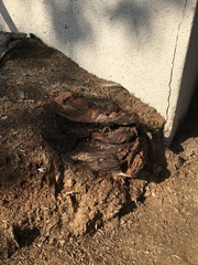 Ganoderma polychromum