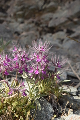 Stachys lavandulifolia