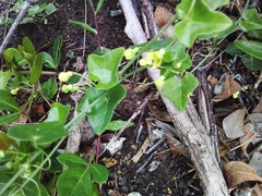 Kedrostis nana