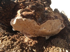 Ganoderma polychromum