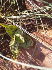 Ledebouria asperifolia