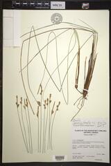 Stellulatae
