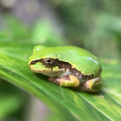 Hyla japonica
