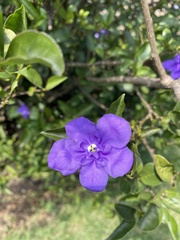 Brunfelsia grandiflora