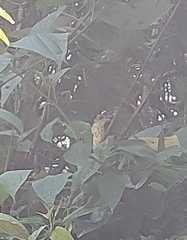 Dysithamnus stictothorax