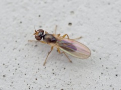 Anthomyzidae