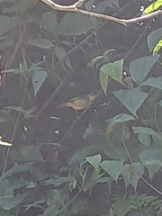 Dysithamnus stictothorax