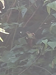 Dysithamnus stictothorax