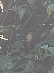 Dysithamnus stictothorax