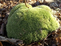 Leucobryum