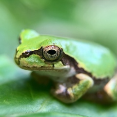 Hyla japonica