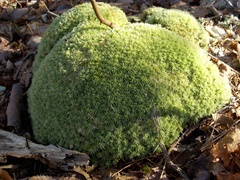 Leucobryum