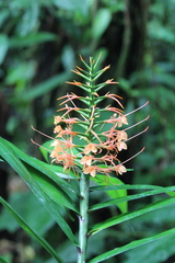 Hedychium