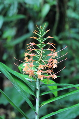 Hedychium coccineum image