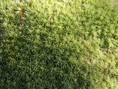 Leucobryum