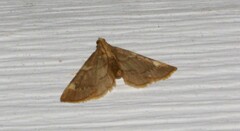 Hypsopygia thymetusalis