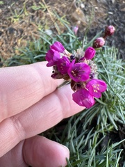 Armeria maritima